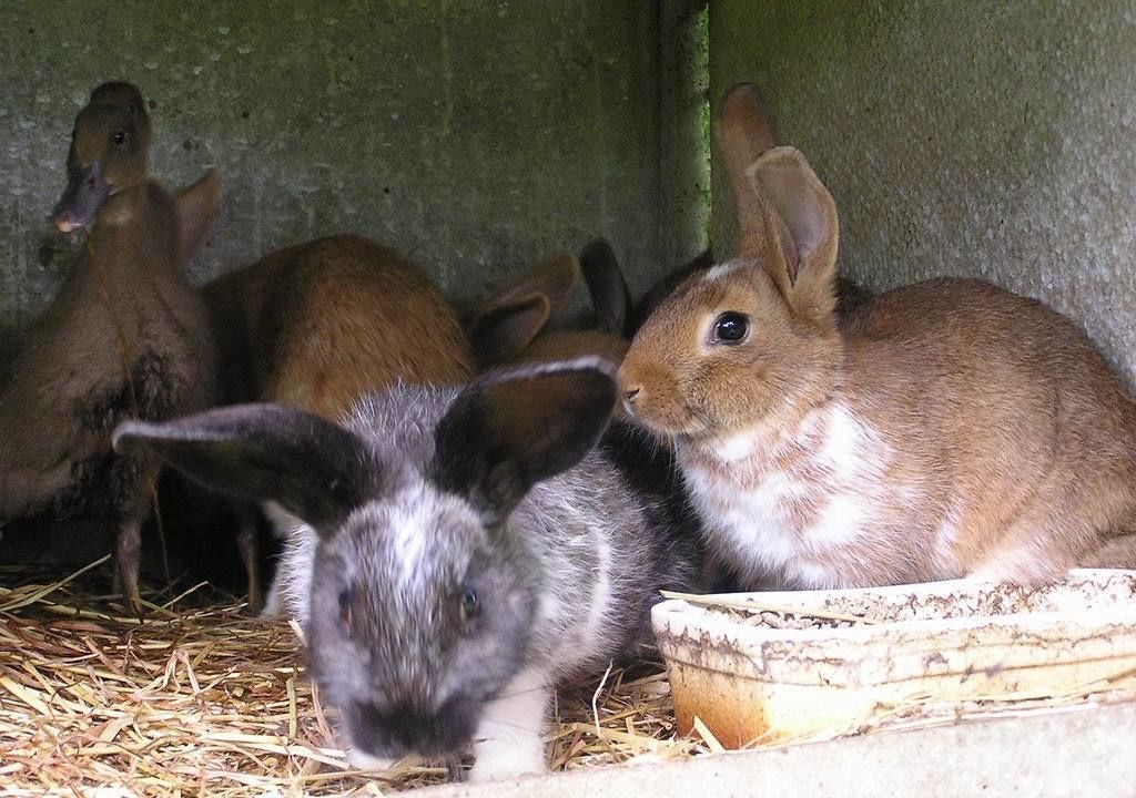 Photo of Outdoor in Saint-Thomas-de-Courceriers
