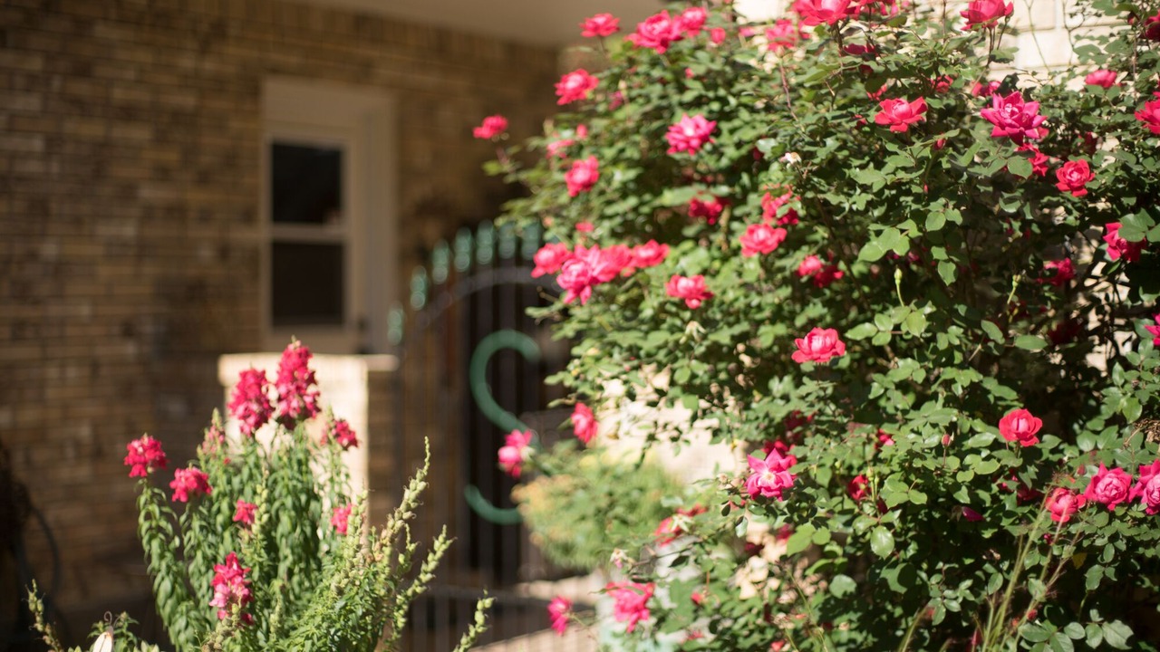 Photo of Outdoor in Tomball