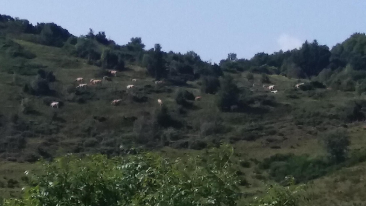 Photo of Outdoor in Chambon-sur-Lac