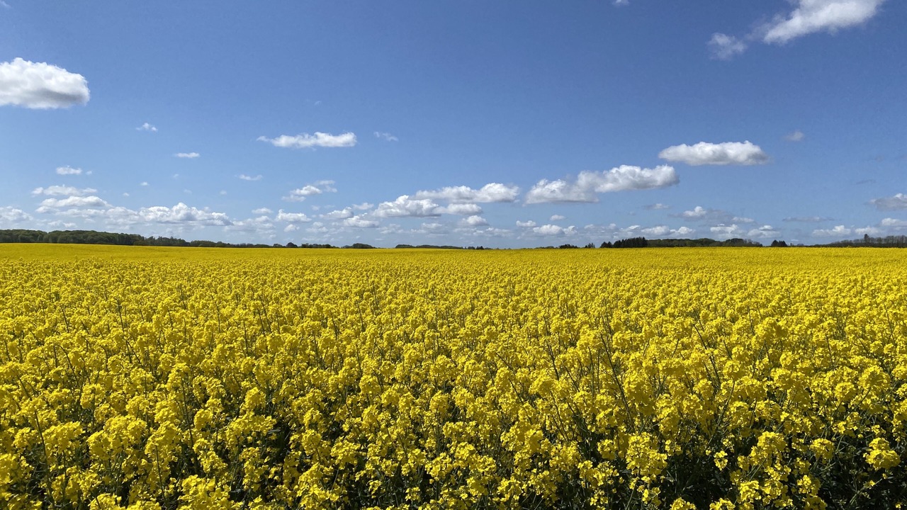 Photo of Outdoor in Hejls