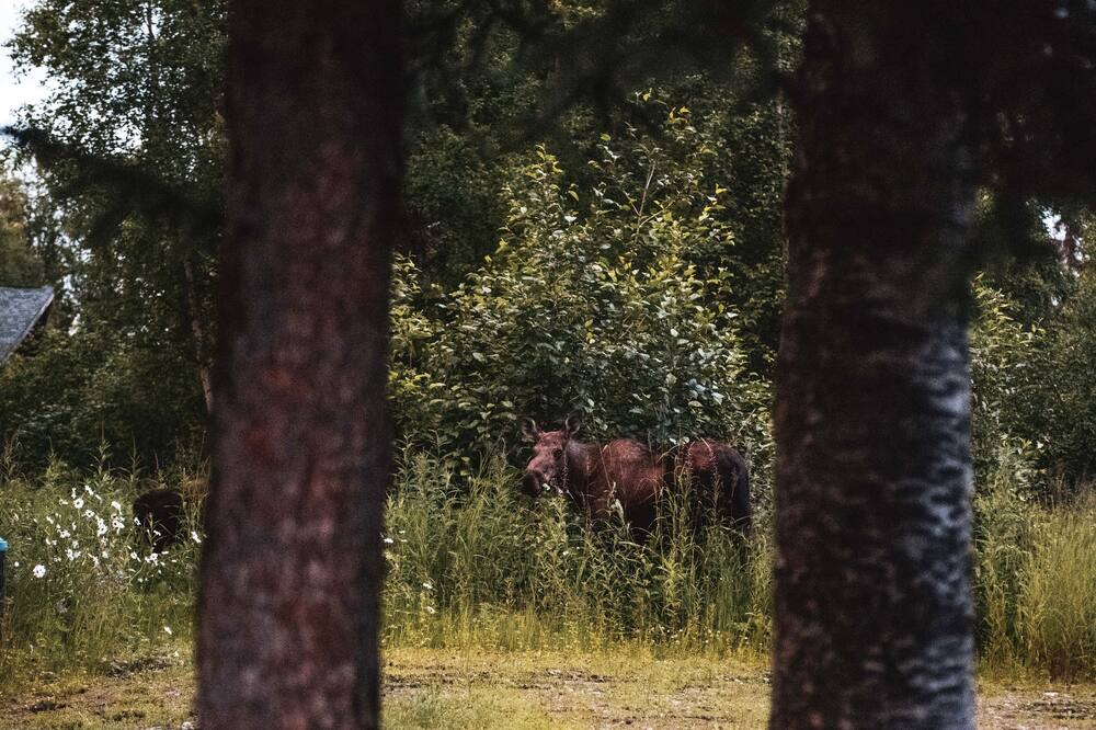 Photo of Others in Trapper Creek