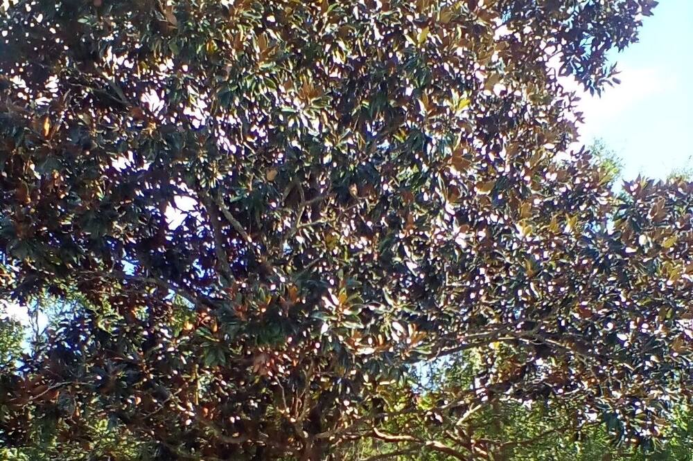 Photo of Outdoor in Tifton