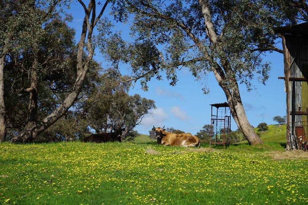 Photo of Outdoor in Gobur