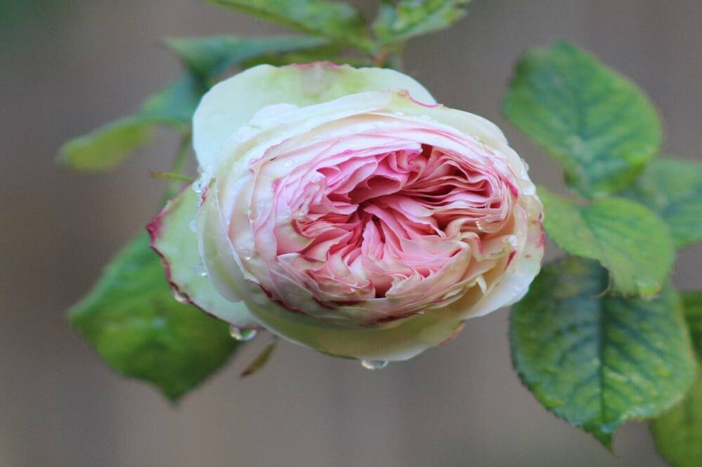 Photo of Others in Chateauvieux