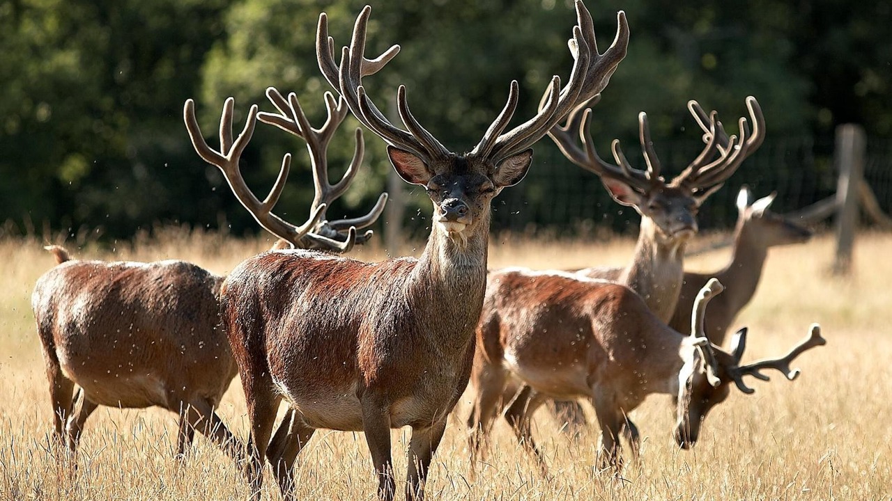 Photo of Others in Tamnies