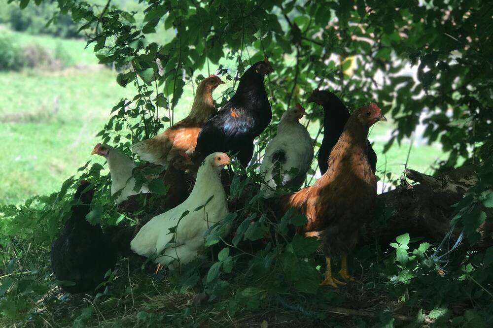 Photo of Outdoor in Crechets