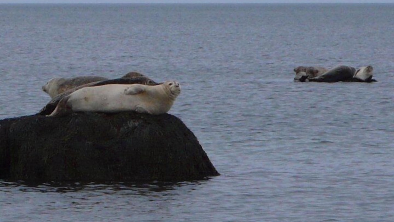 Photo of Others in Sagamore Beach