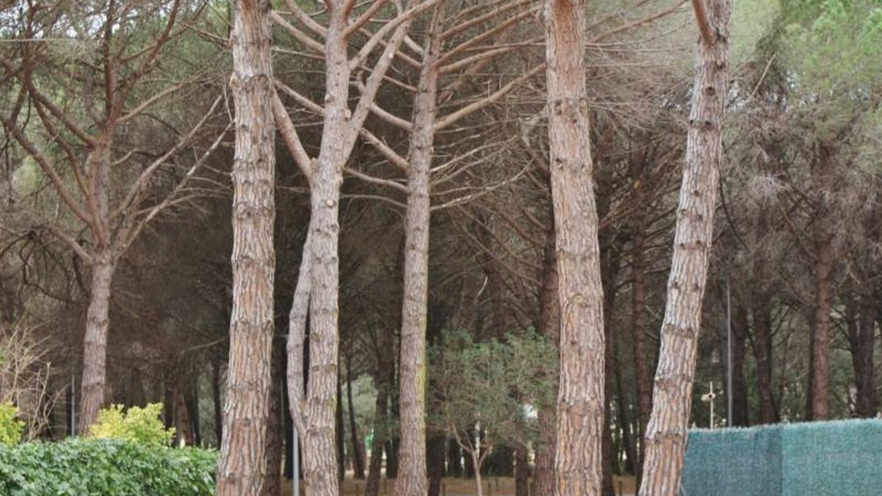 Photo of Outdoor in Santa Cristina de Aro