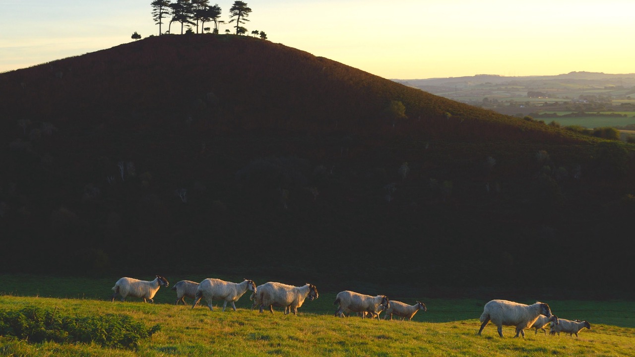 Photo of Others in Evershot