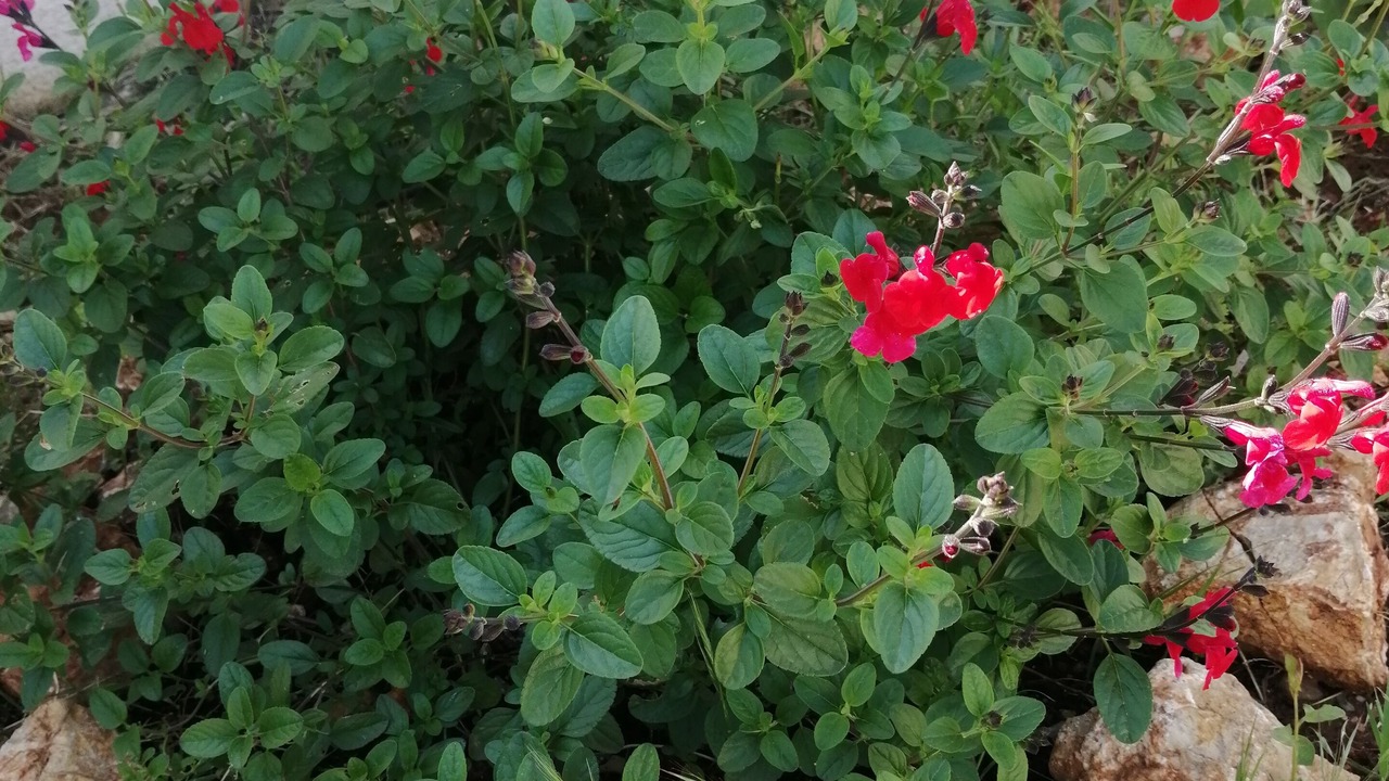 Photo of Outdoor in Saint-Jean-de-Vedas