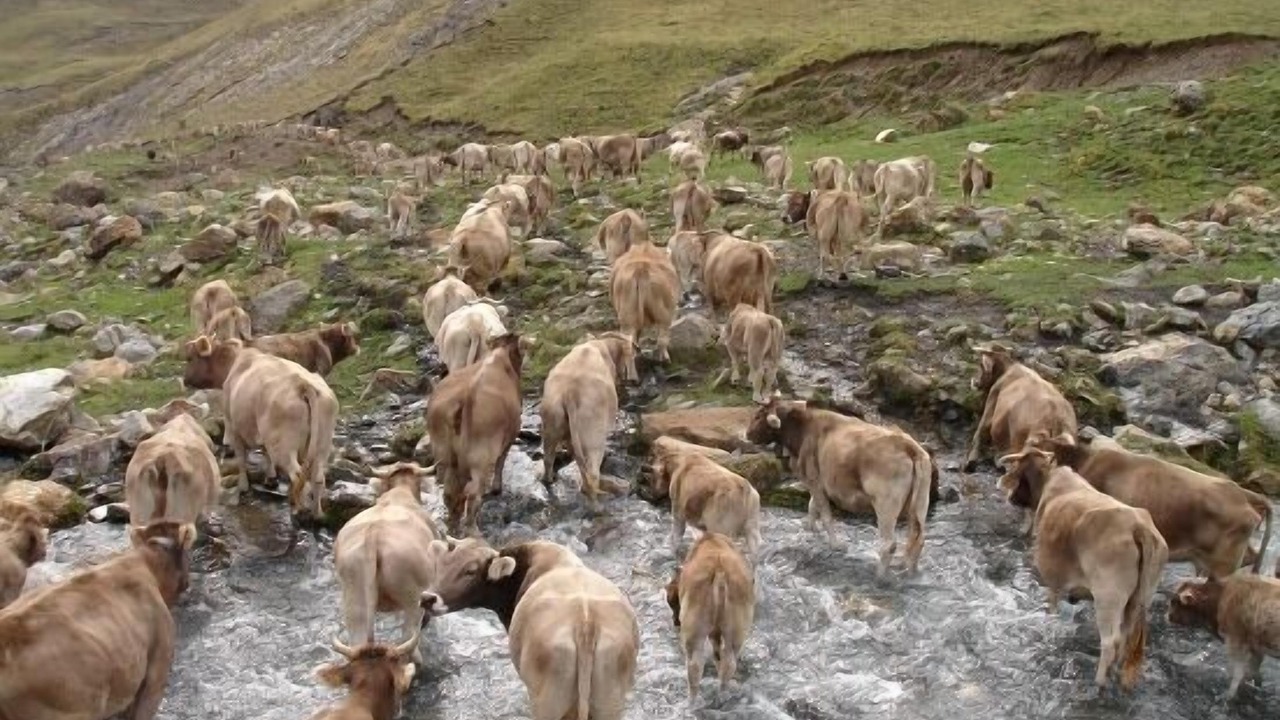 Photo of Others in Bonansa
