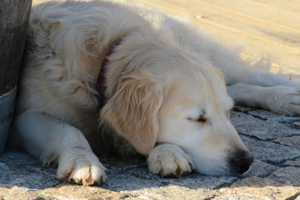 Photo of Outdoor in Monein