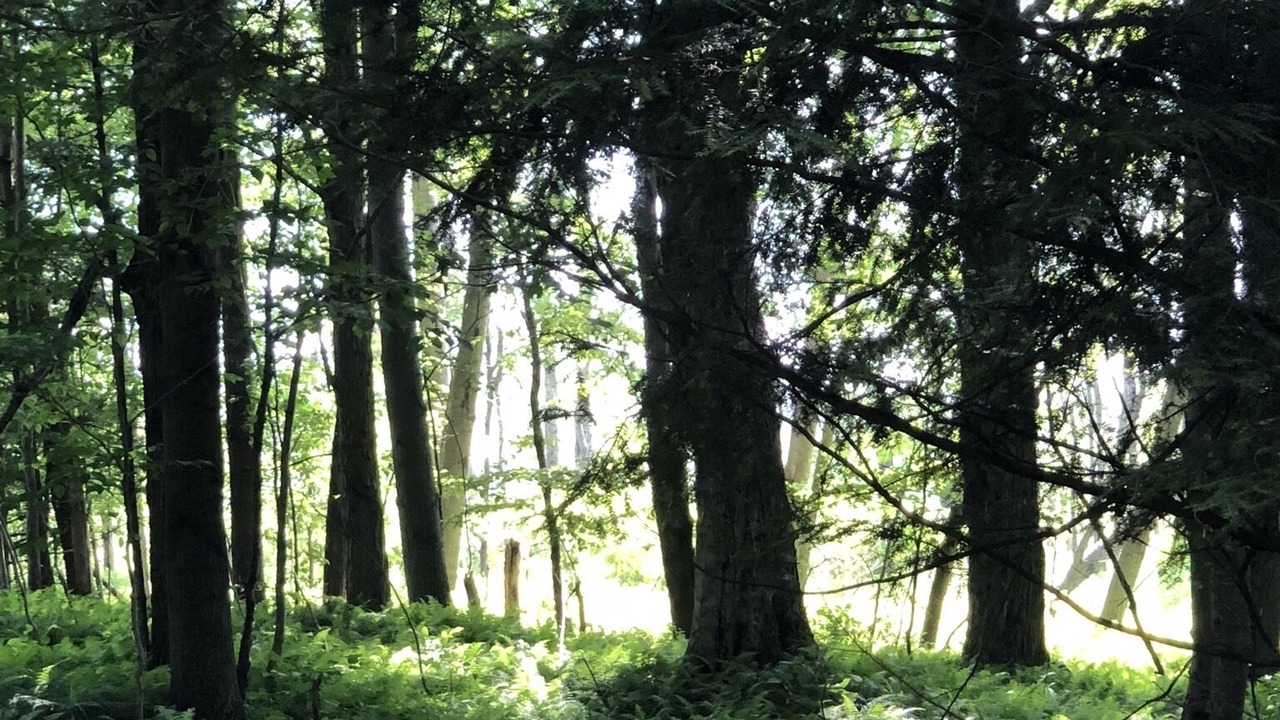 Photo of Outdoor in Ellicottville