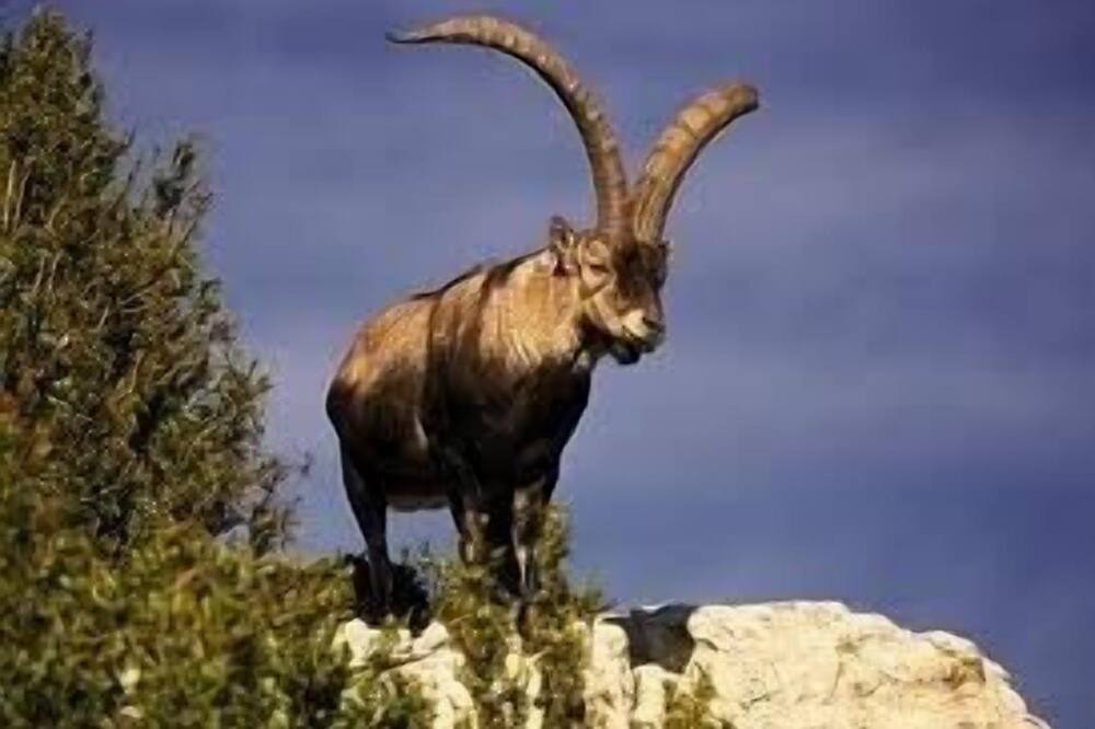 Photo of Outdoor in Chert