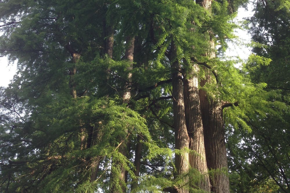 Photo of Outdoor in Hericy