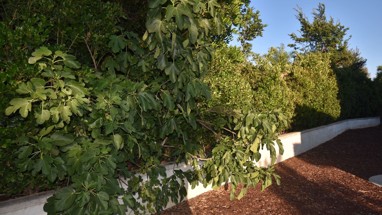 Photo of Outdoor in Paloma Del Sol