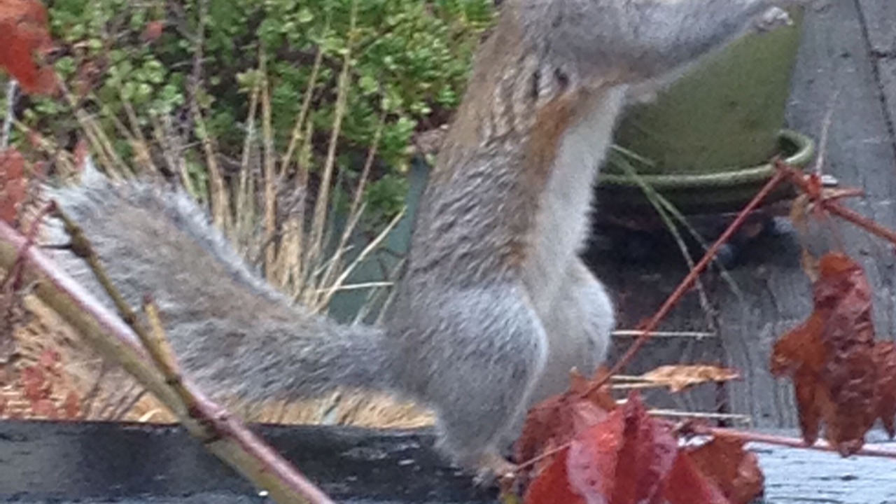 Photo of Outdoor in Fairfax