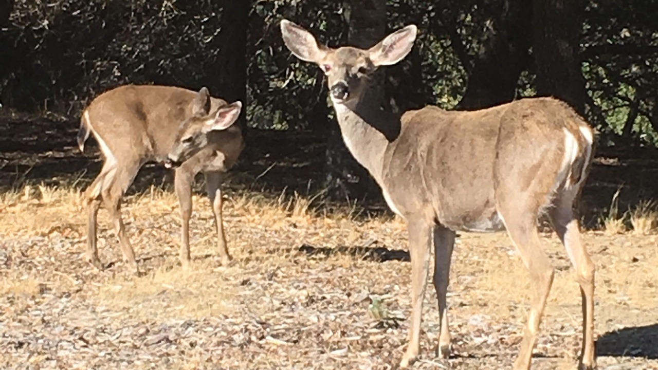 Photo of Outdoor in Fairfax