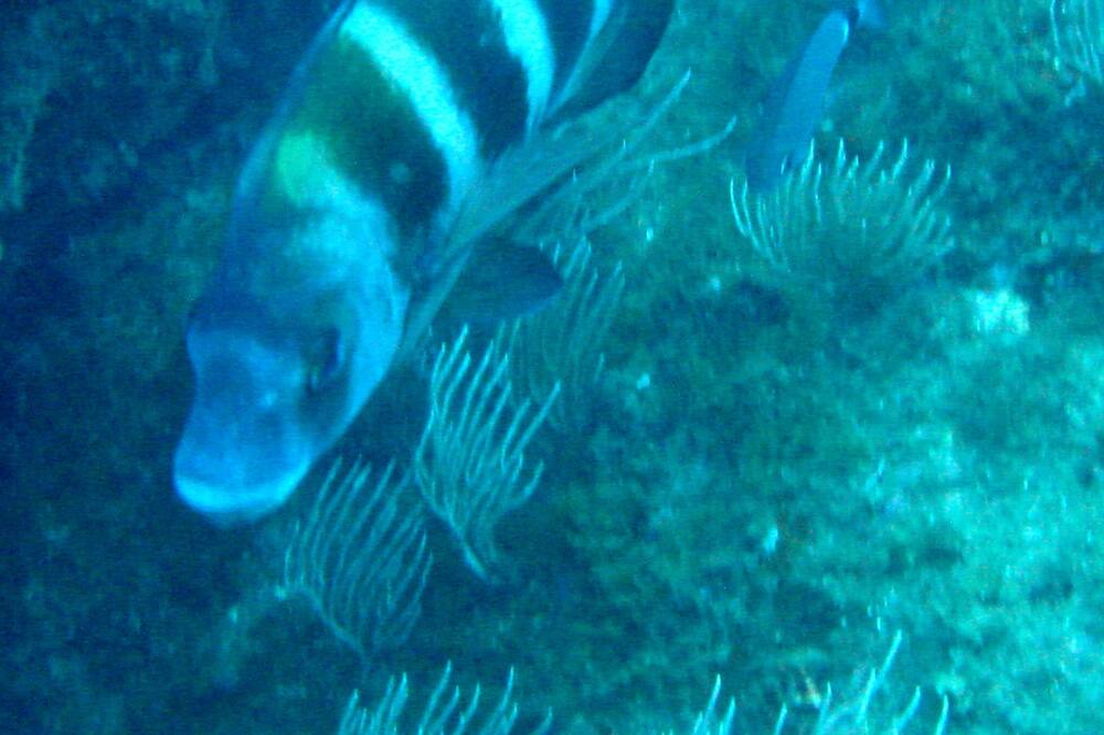 Photo of Outdoor in Banyuls-sur-Mer