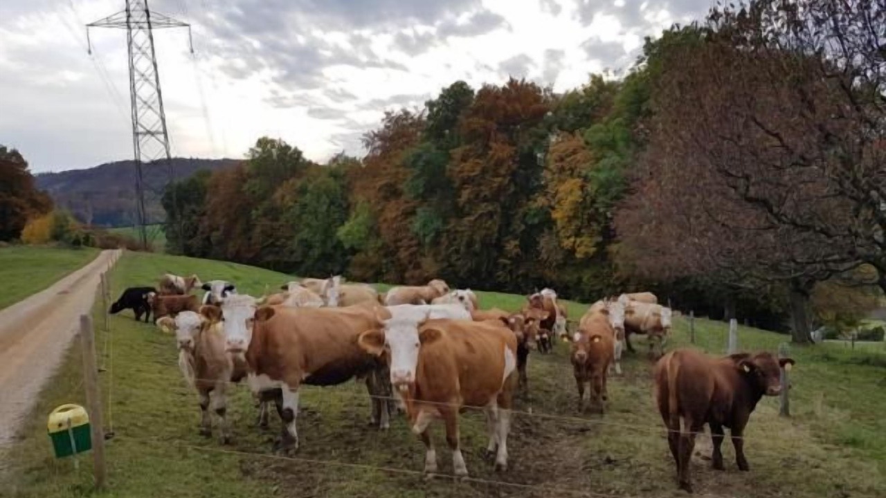 Photo of Others in Wintersingen