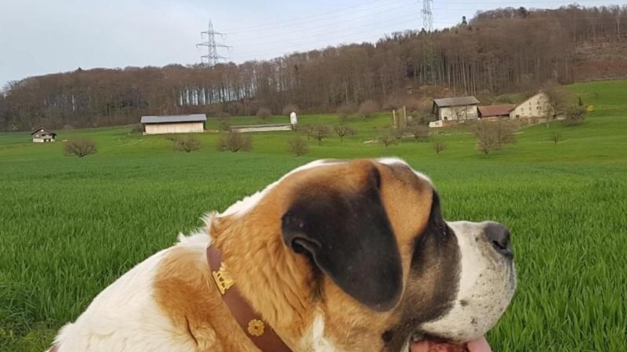 Photo of Others in Wintersingen