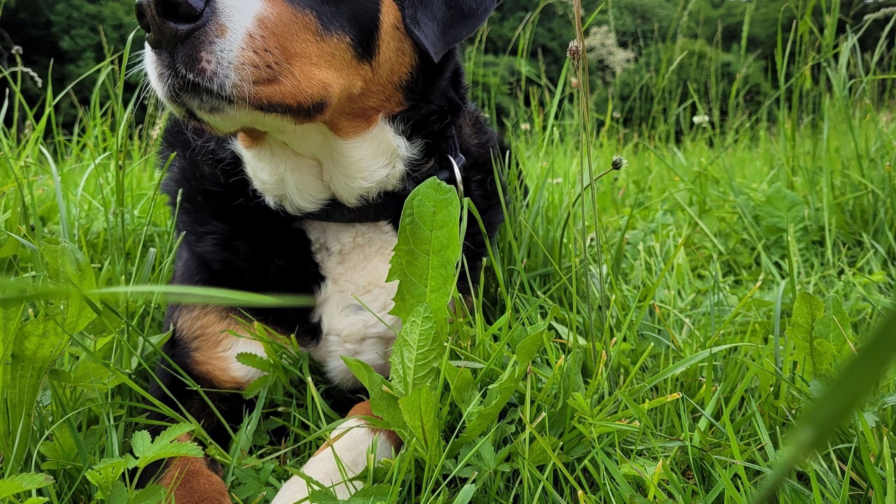 Photo of Others in Wintersingen