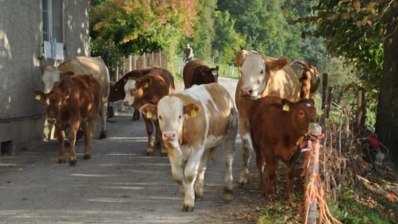 Photo of Others in Wintersingen