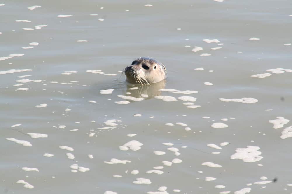Photo of Others in Toeufles