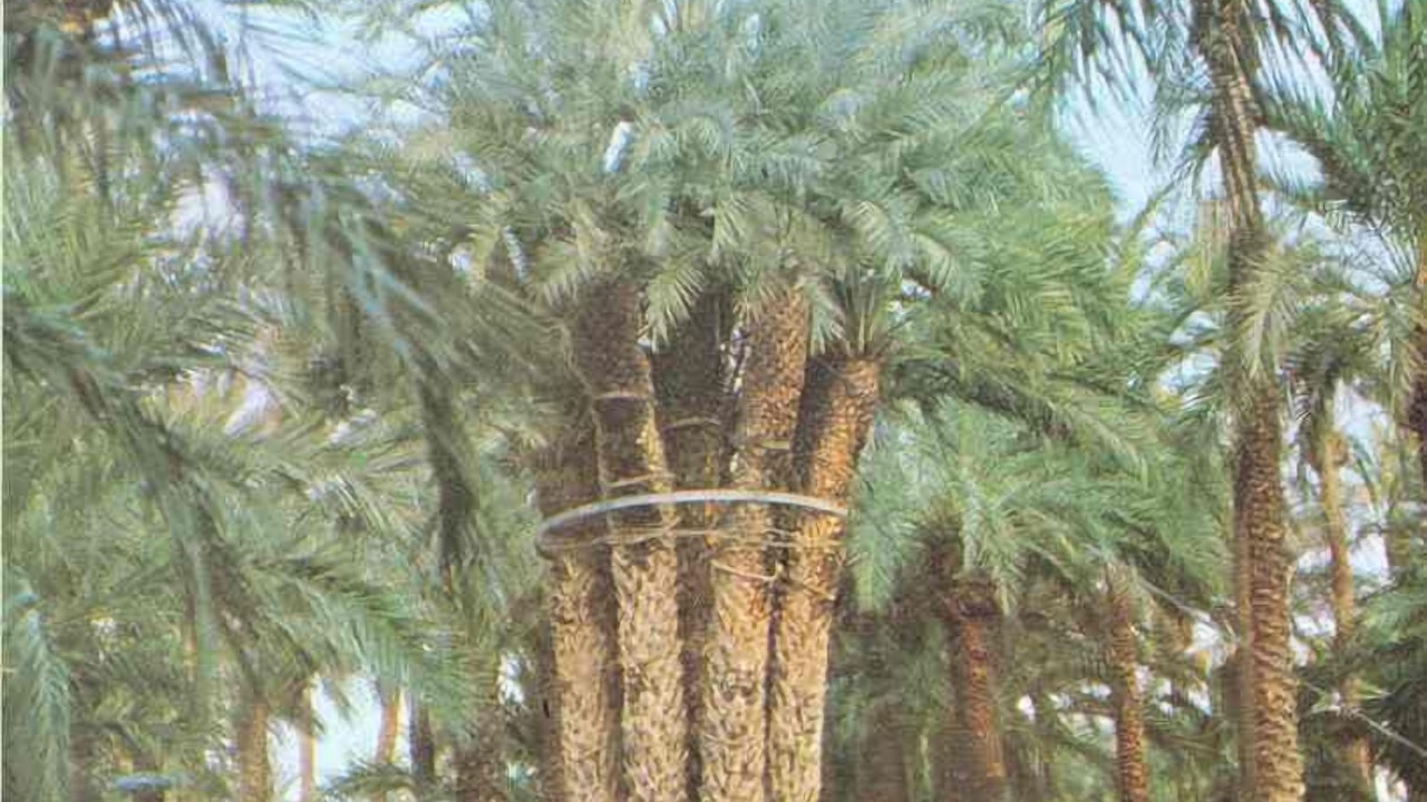 Photo of Outdoor in Elche
