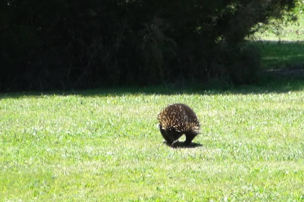 Photo of Outdoor in Woolamai
