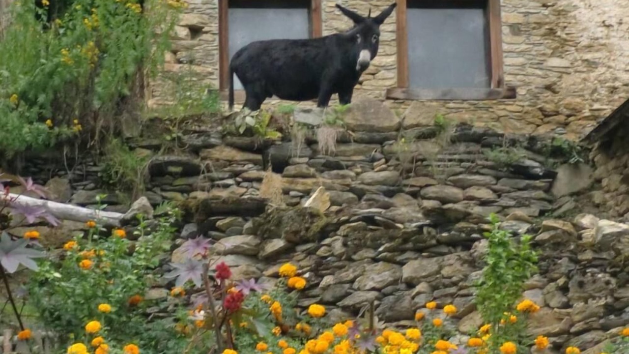 Photo of Outdoor in Bonac-Irazein