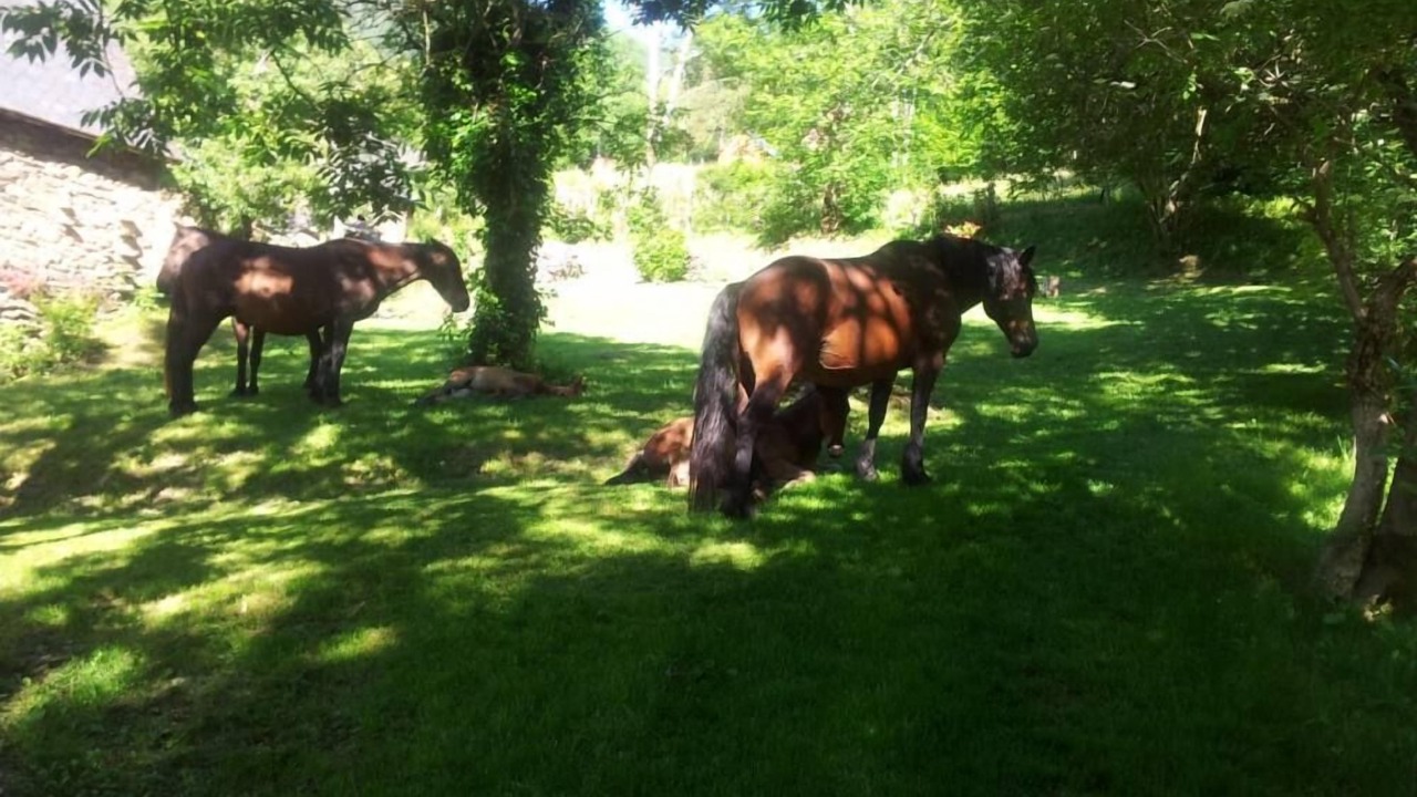 Photo of Outdoor in Bonac-Irazein