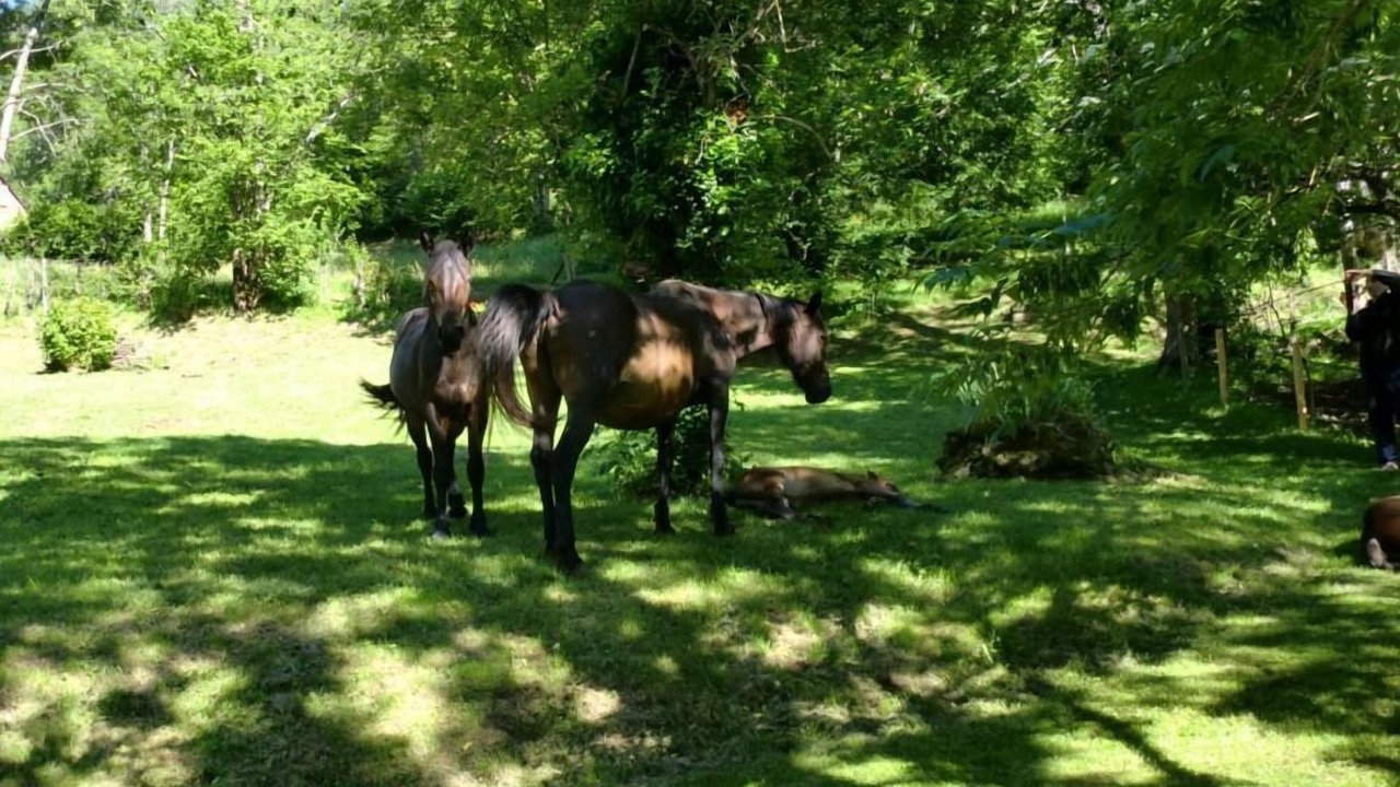 Photo of Outdoor in Bonac-Irazein