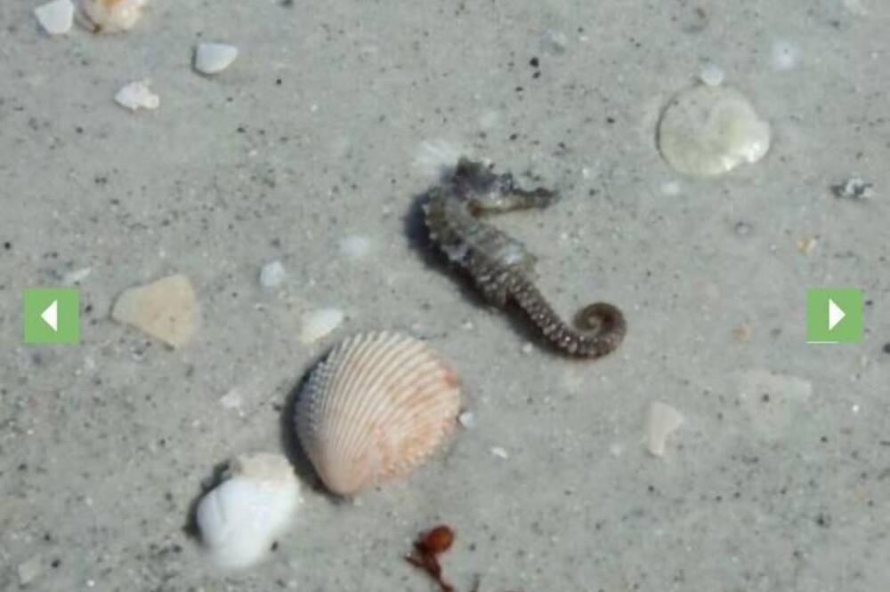 Photo of Others in Treasure Island