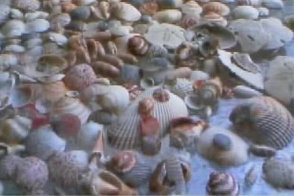 Photo of Others in Treasure Island