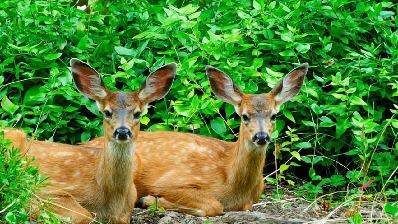 Photo of Outdoor in Allyn-Grapeview