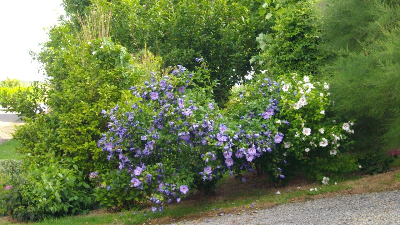 Photo of Outdoor in Dol-de-Bretagne