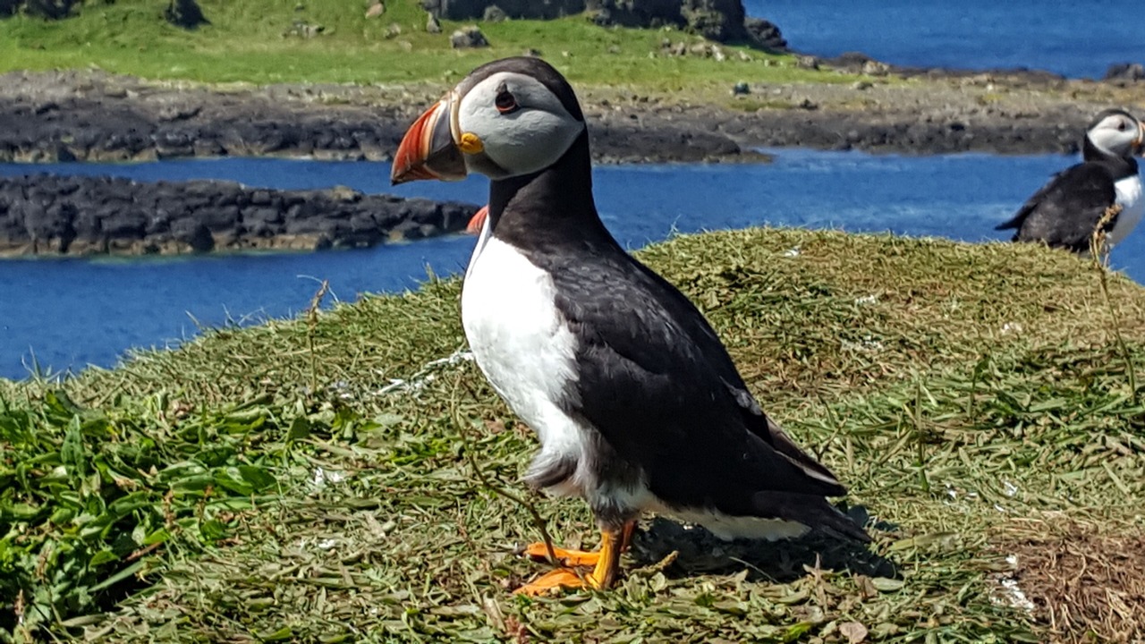 Photo of Others in Arduaine