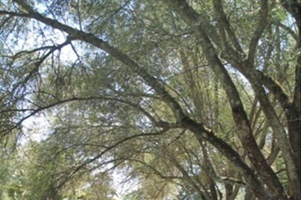 Photo of Outdoor in St. Helena