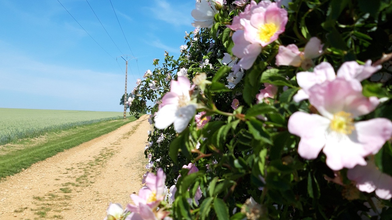 Photo of Outdoor in Longeville-les-Metz