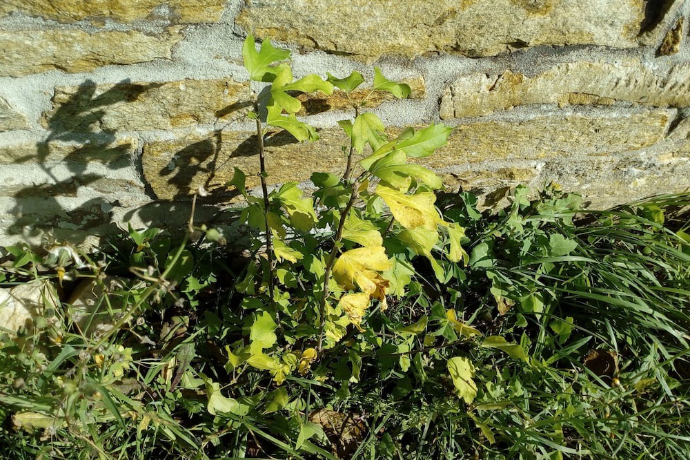 Photo of Others in Coatroual