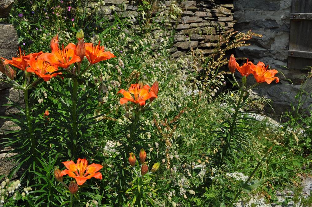 Photo of Outdoor in Spruga