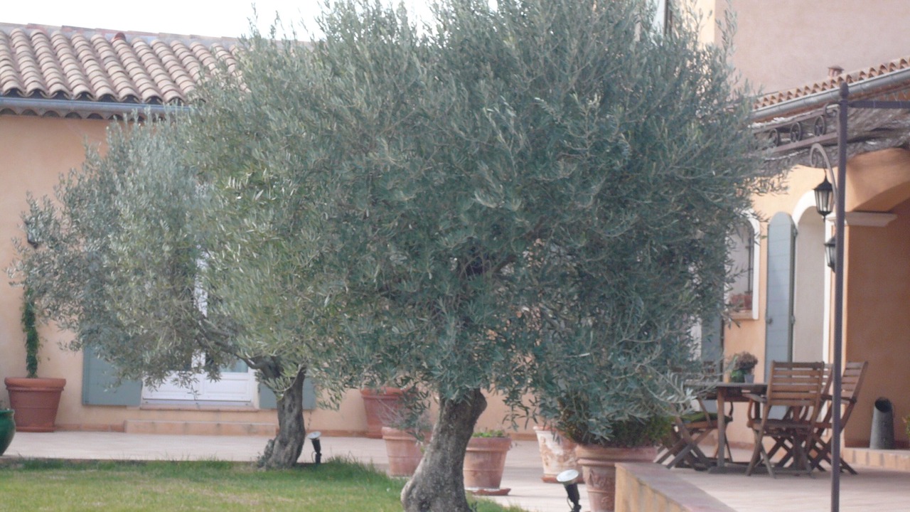 Photo of Outdoor in Le Muy
