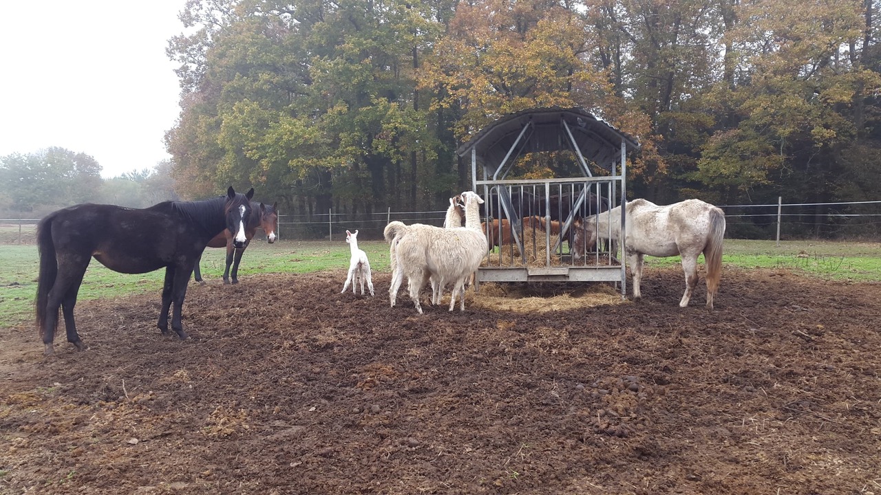 Photo of Others in Saint-Mars-du-Desert