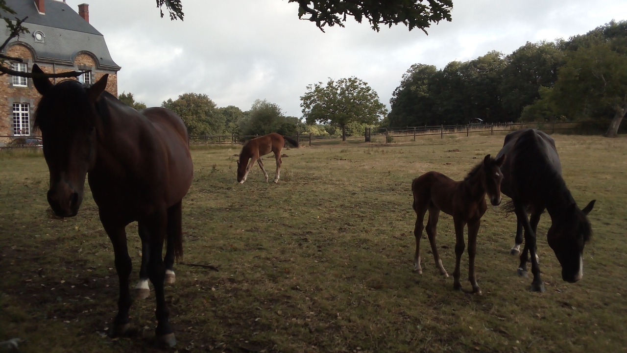 Photo of Others in Saint-Mars-du-Desert