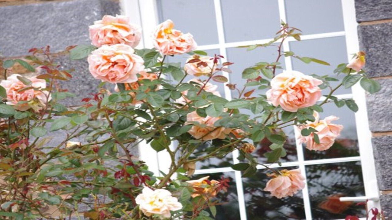 Photo of Others in Saint-Mars-du-Desert