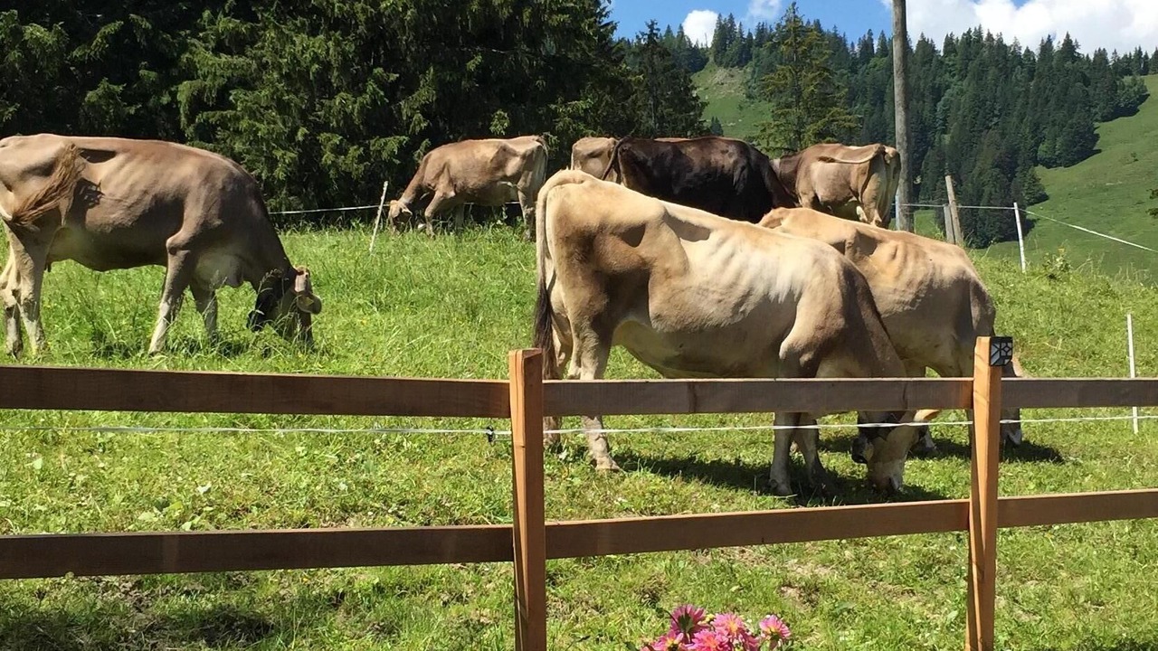Photo of Outdoor in Giswil