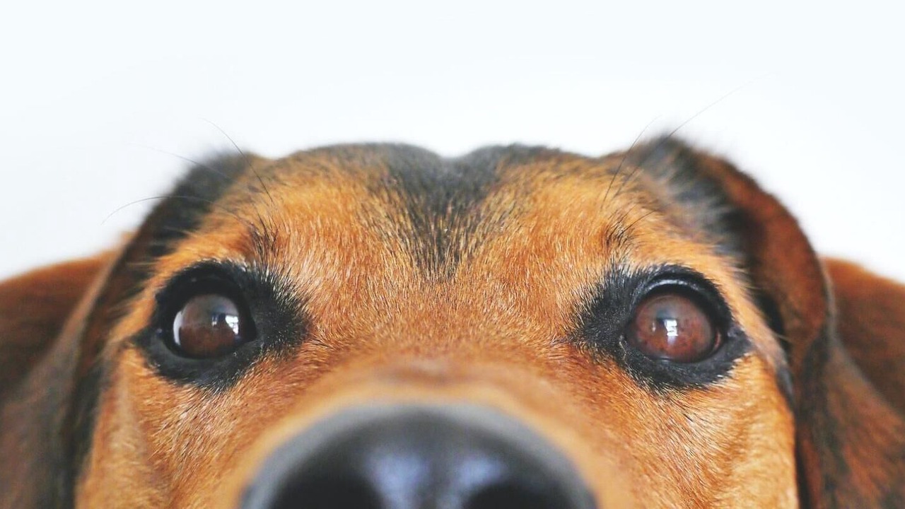 Photo of Others in Blacksmiths