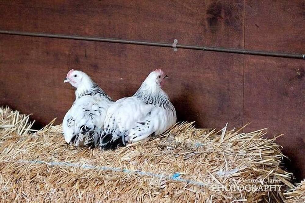 Photo of Outdoor in Arcadia