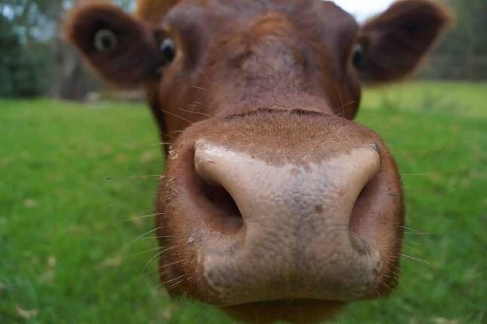 Photo of Outdoor in Arcadia